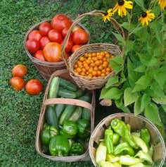 The Harvest Basket Experience (One Curated Harvest)