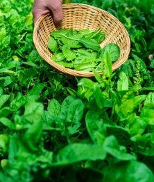 Fresh up Seasonal Subscription - Base 5 plus