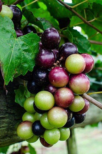 Bullet Grapes - Muscadine/Scuppernongs