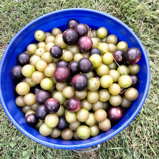 Bullet Grapes - Muscadine/Scuppernongs