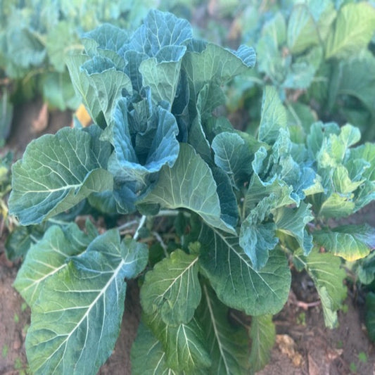 Collard Green (Bunches)