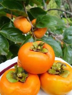 Persimmons